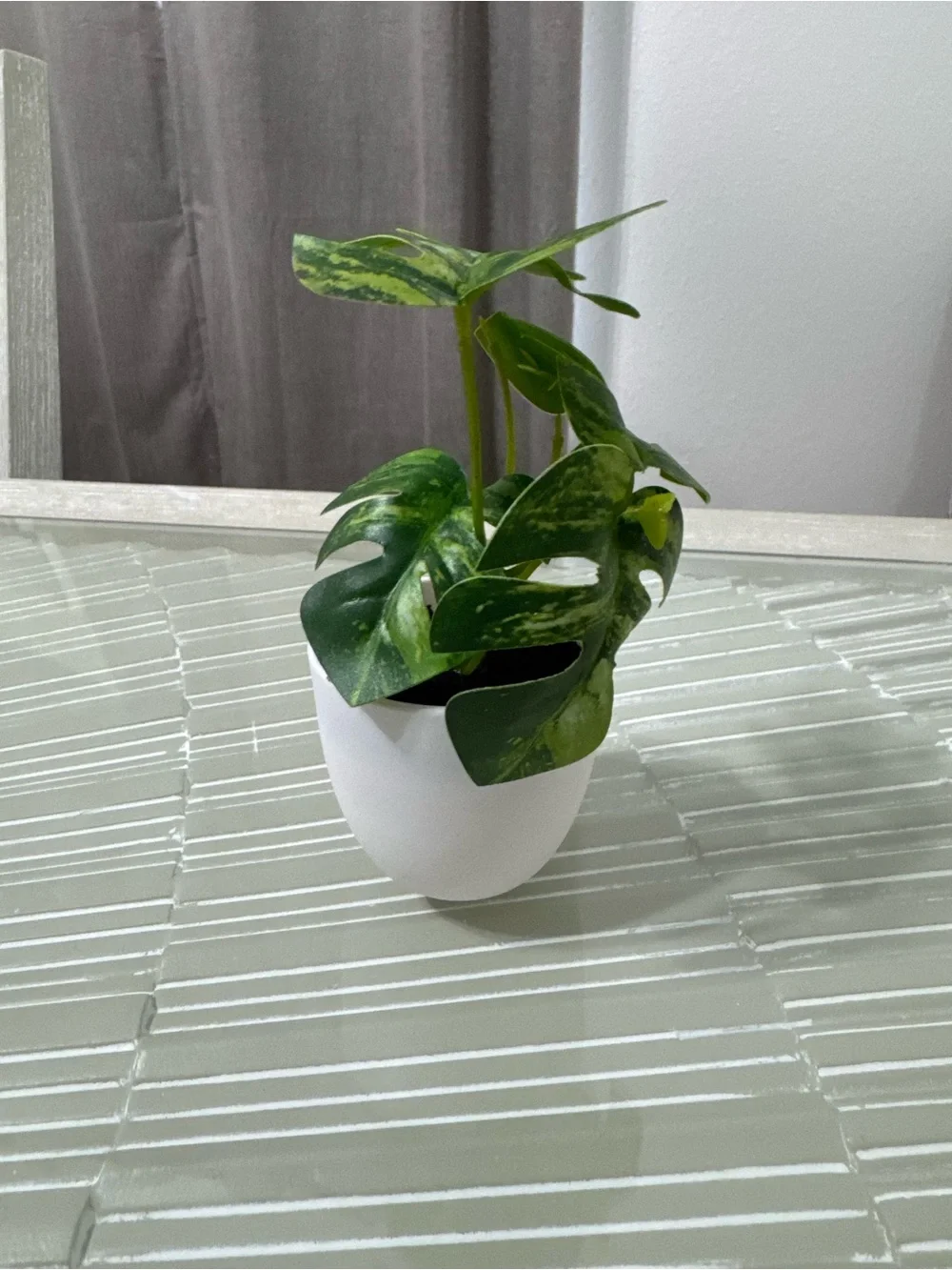 Modern White Planter with Variegated Green Monstera-Style Plant